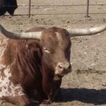 Indian Cliffs Ranch