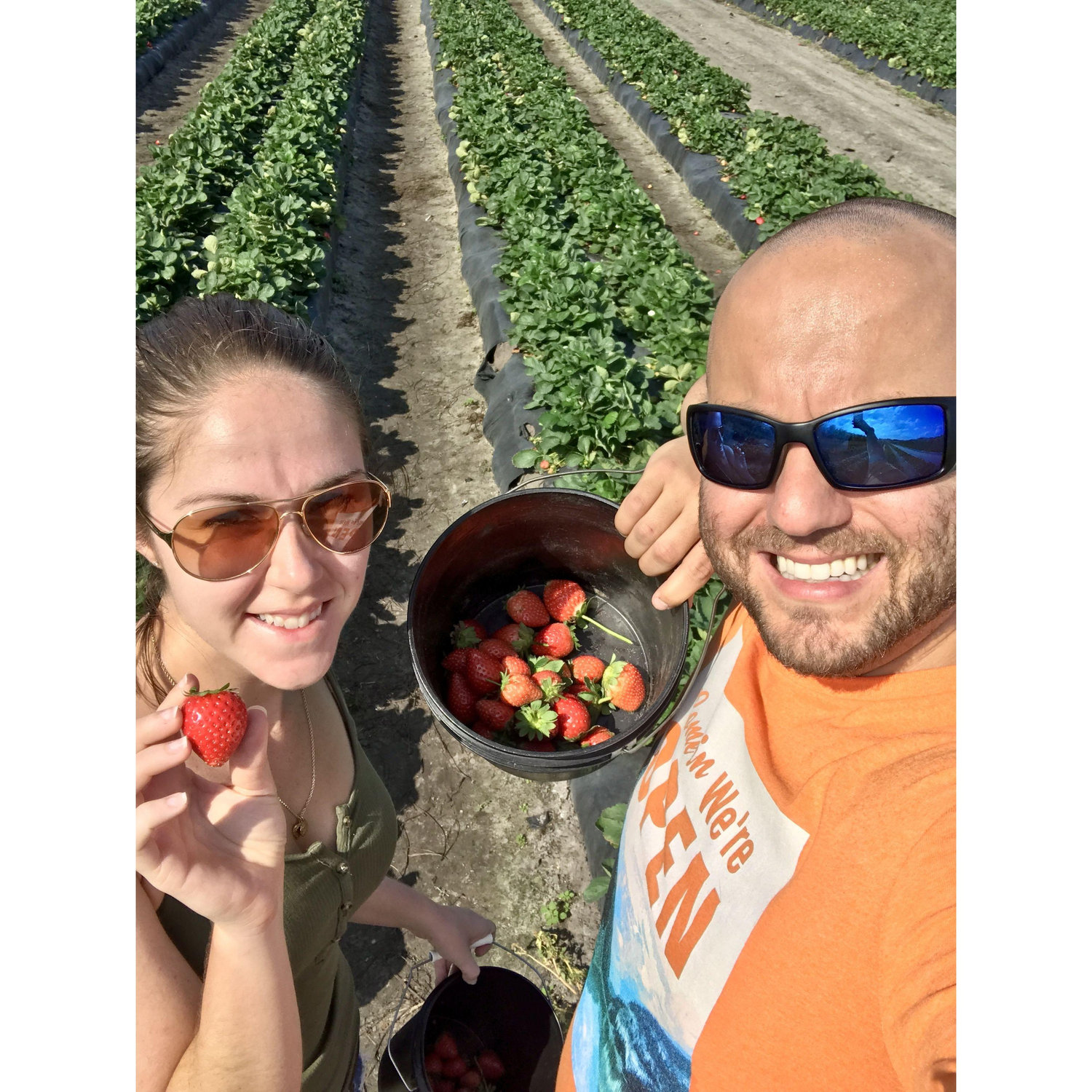 Picking strawberries in Palm Beach