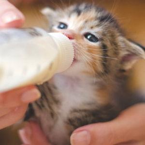 Mason's New Kitten