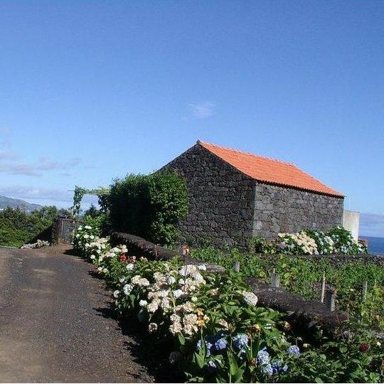 Marina's grandfather's vineyard on Pico.