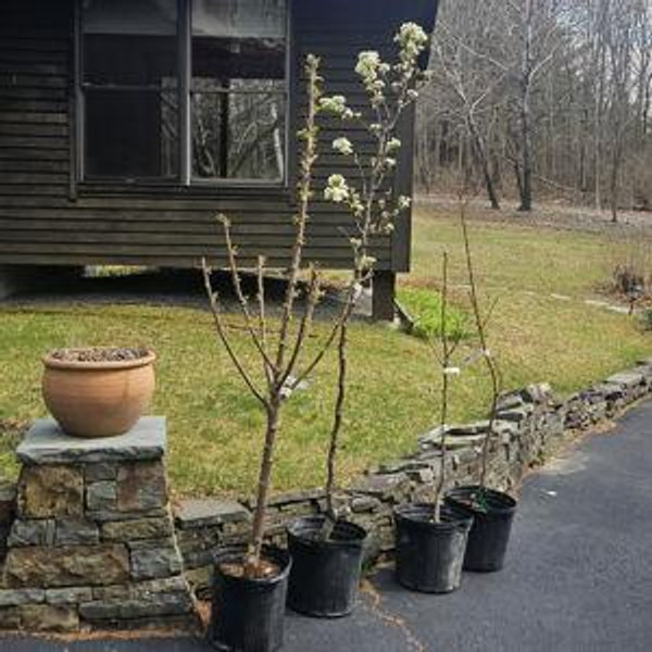 Plant a Tree at Daiku House