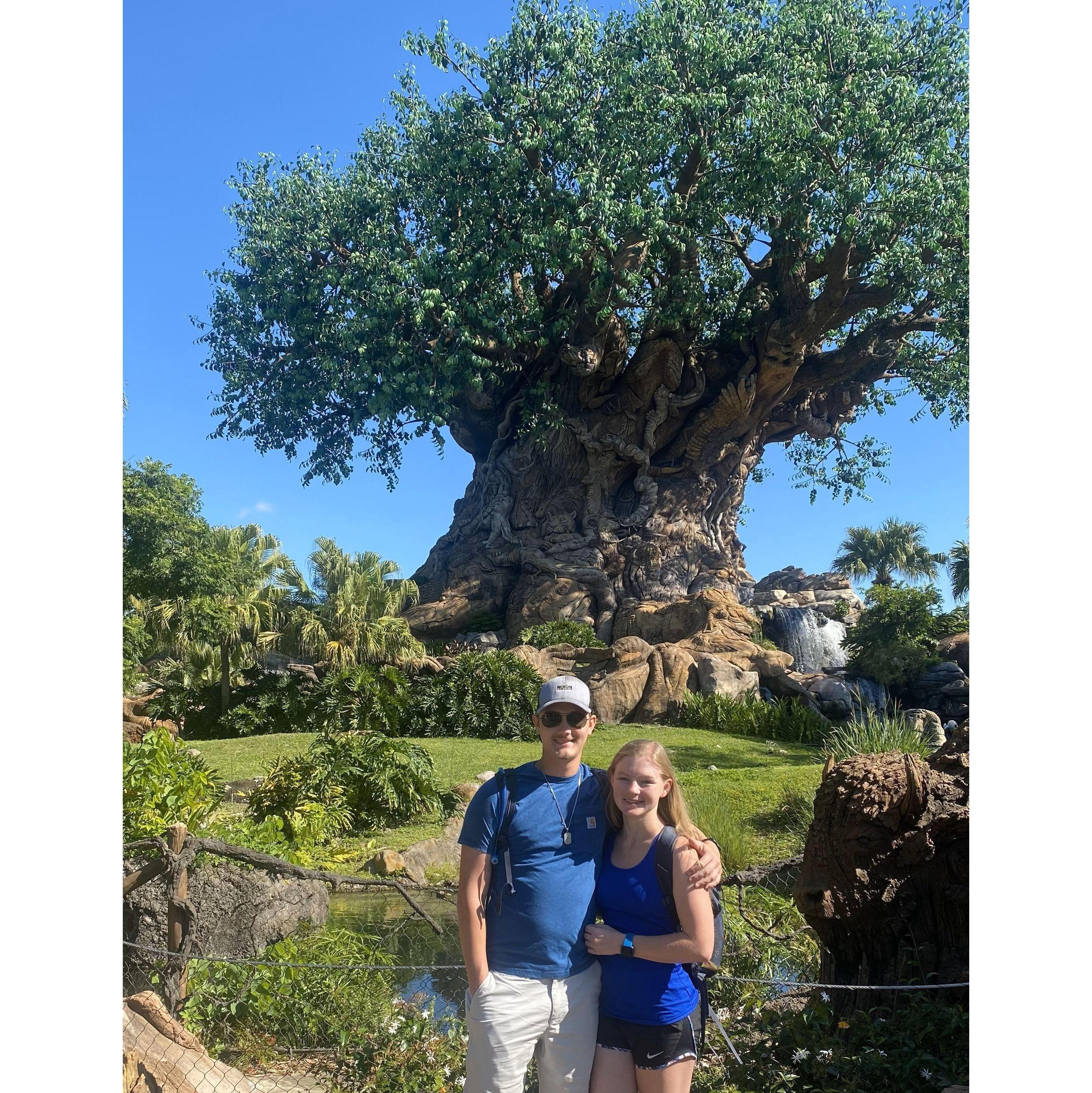 The Tree of Life at Animal Kingdom. Taylor and Brandon's favorite Disney park of their trip.