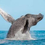 Humpback Whale Watching in Cabo San Lucas