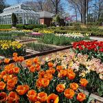Dixon Gallery & Gardens