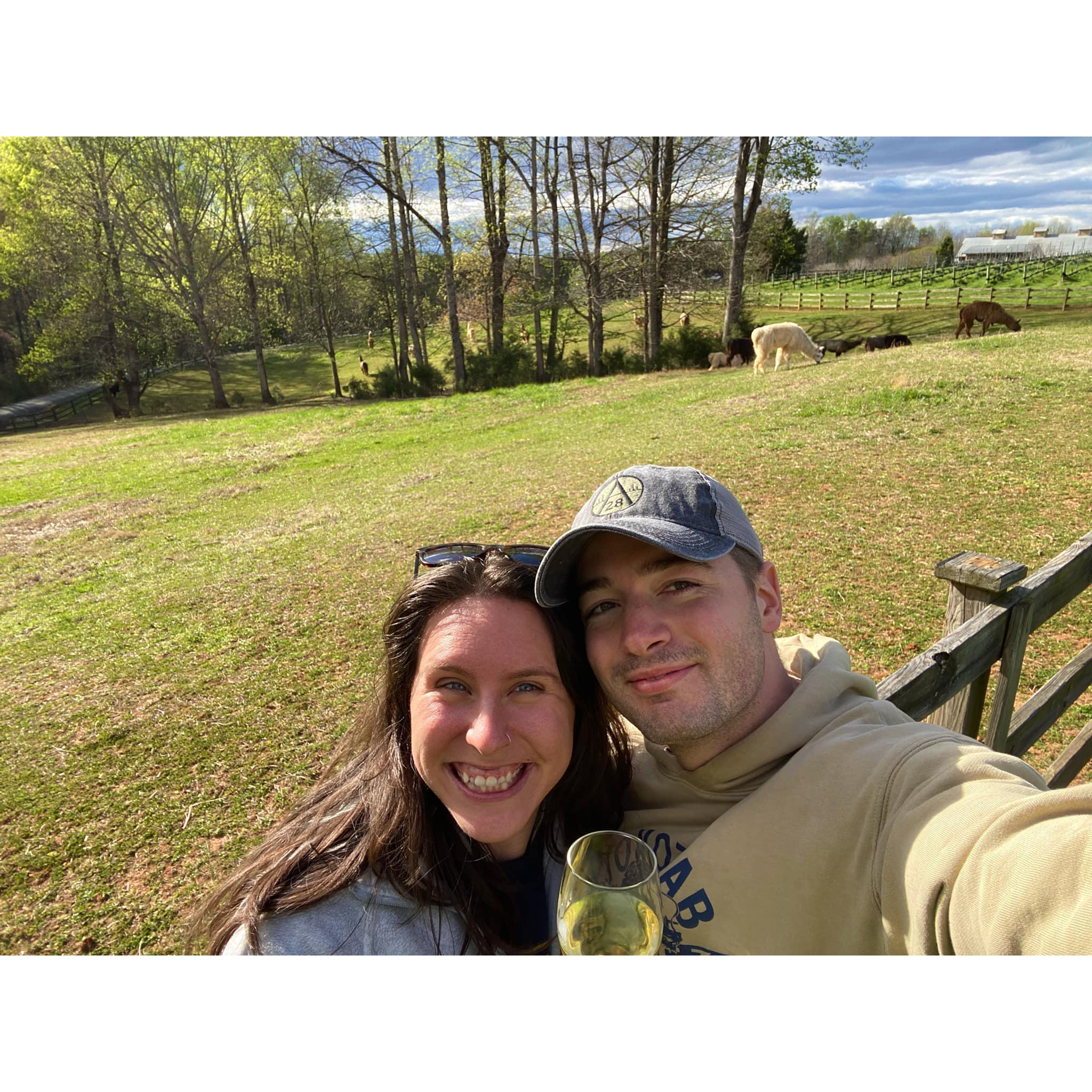 Divine llama winery