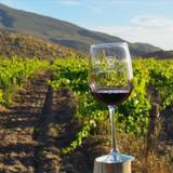Viñedos Valle de Guadalupe