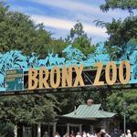 The Bronx Zoo