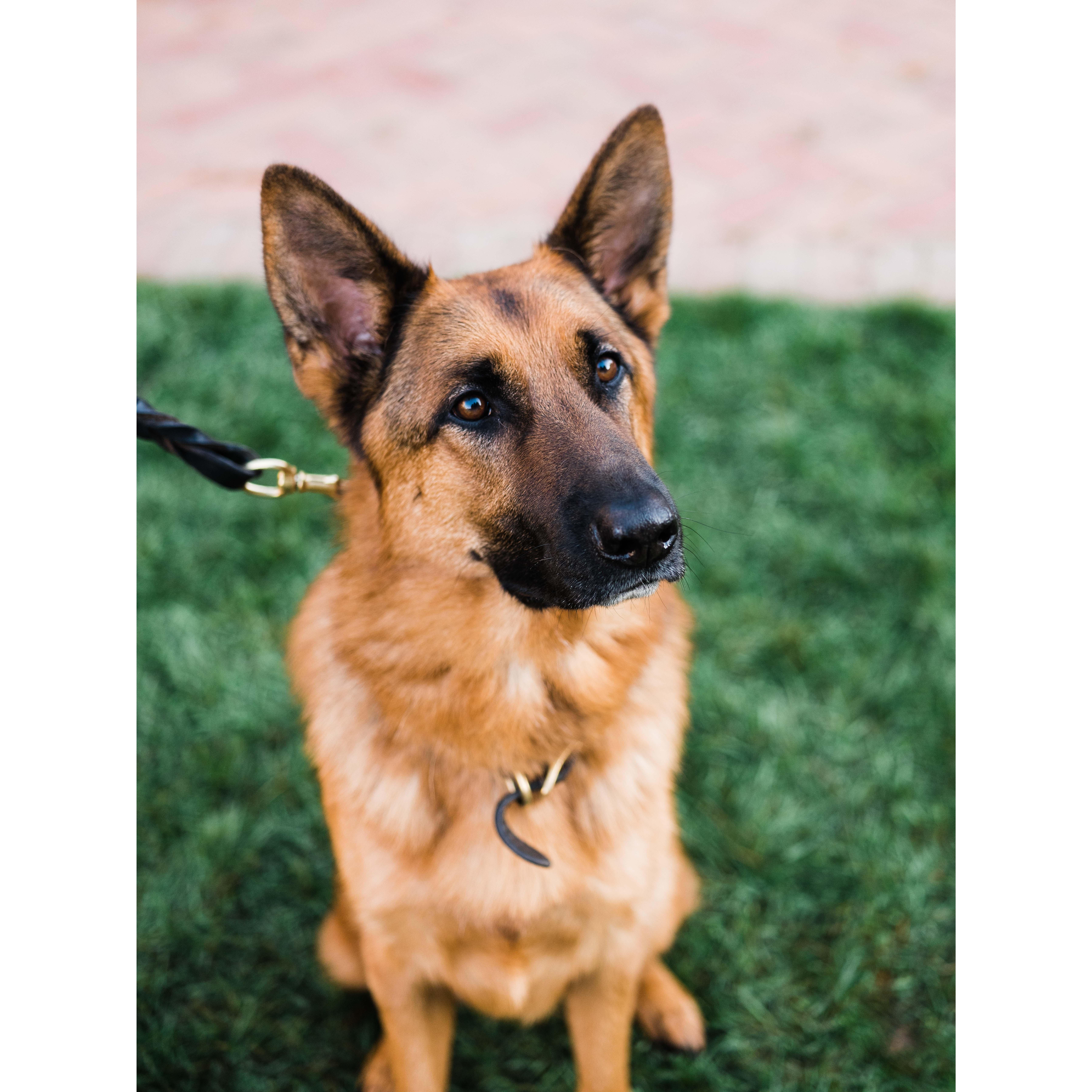 Maximus 3.5 years old