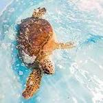 Georgia Sea Turtle Center