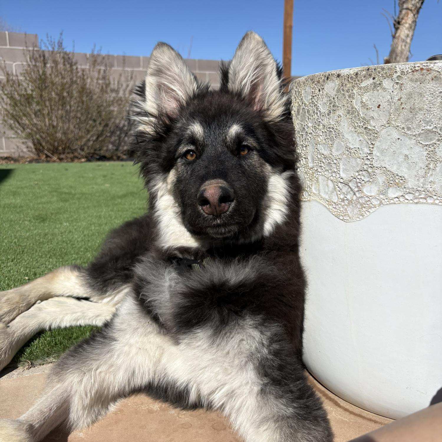 Togi our newest rescue pup as of Feb 2026