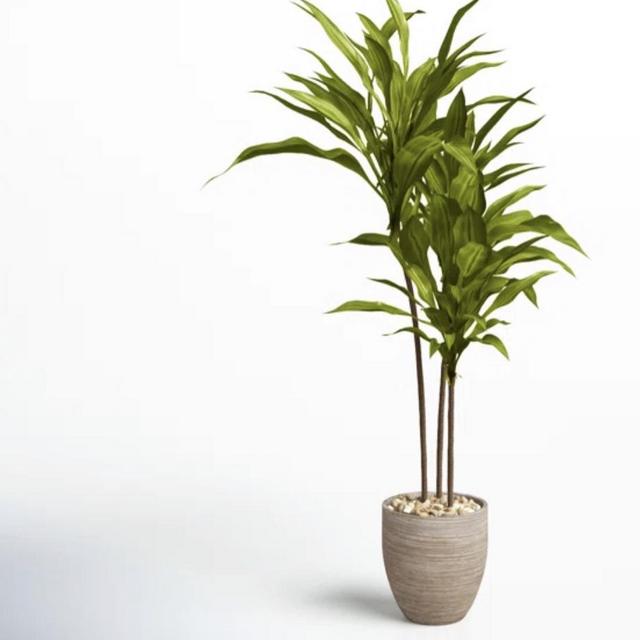 55.5" Dracaena Tree in Planter | Joss & Main