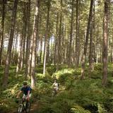 Sherwood Pines