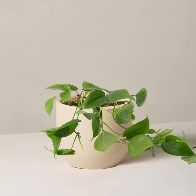 Heartleaf Philodendron - Medium (5"-8" tall) / Grant (5” wide) / Cream