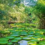 Kanapaha Botanical Gardens