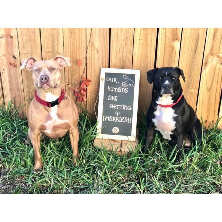 Our dogs made the announcement