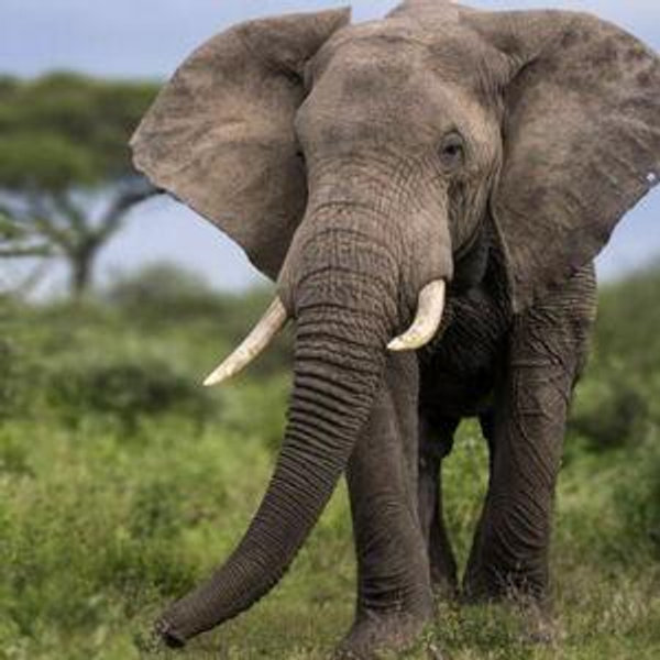 Elephant Sanctuary Fund