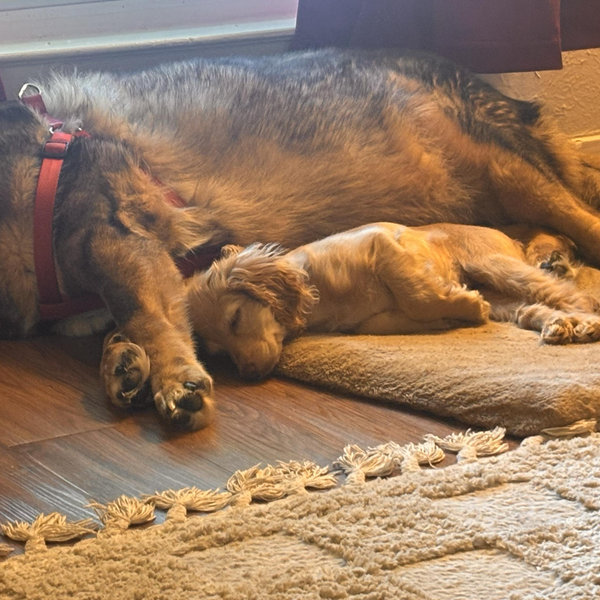 Maverick and Stella’s Toy Fund