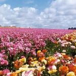 Flower Fields