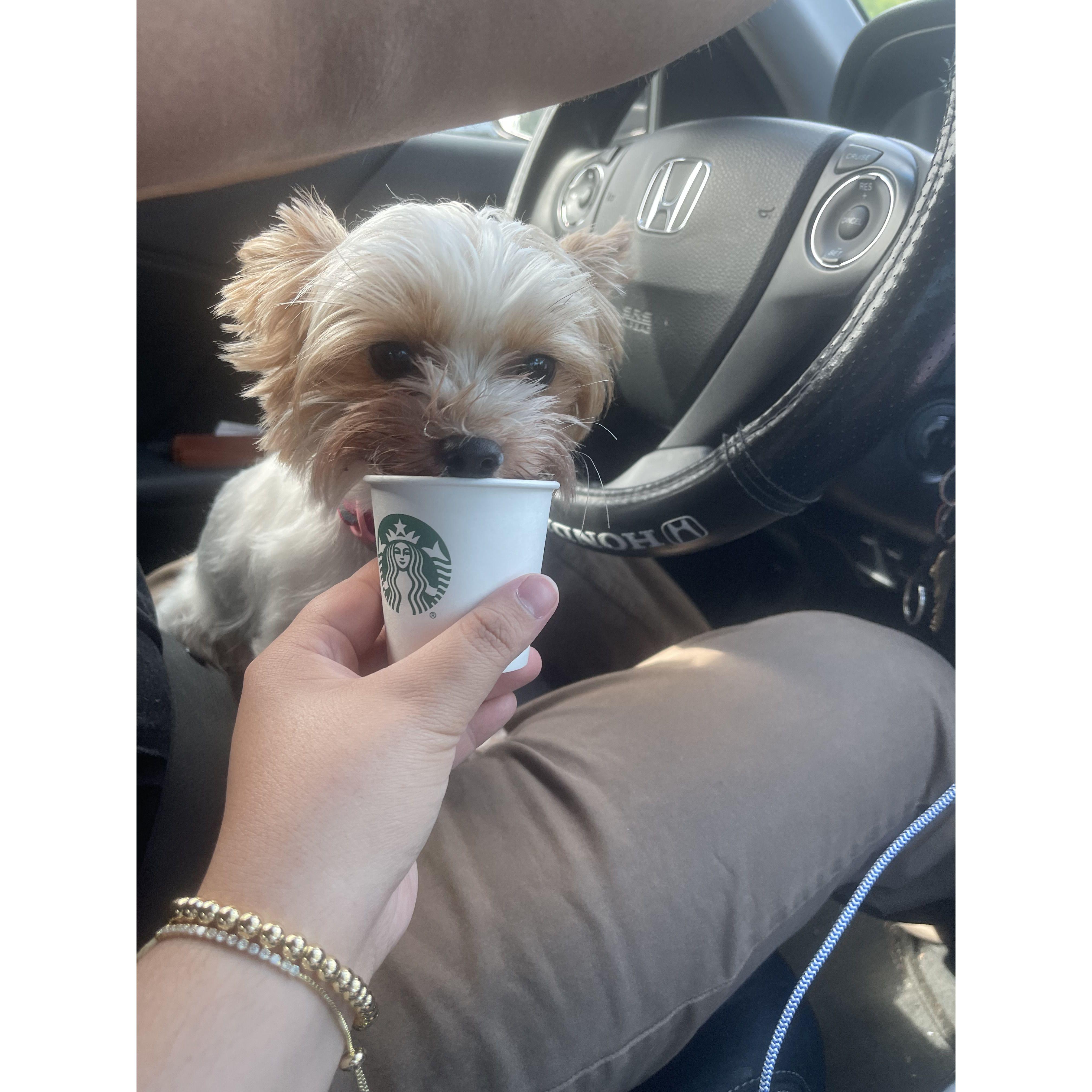 August 5th 2022 - She loves her pupccinos.