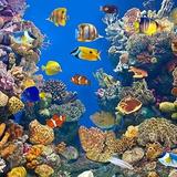 Waikiki Aquarium