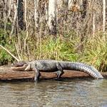 Cajun Encounters Swamp Tour