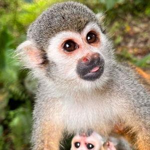 Monkey House Experience