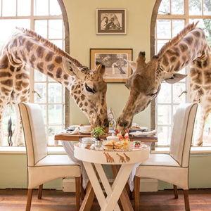 Giraffe Manor Stay
