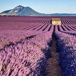 Valensole