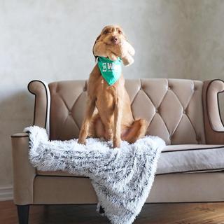 Pup Holiday