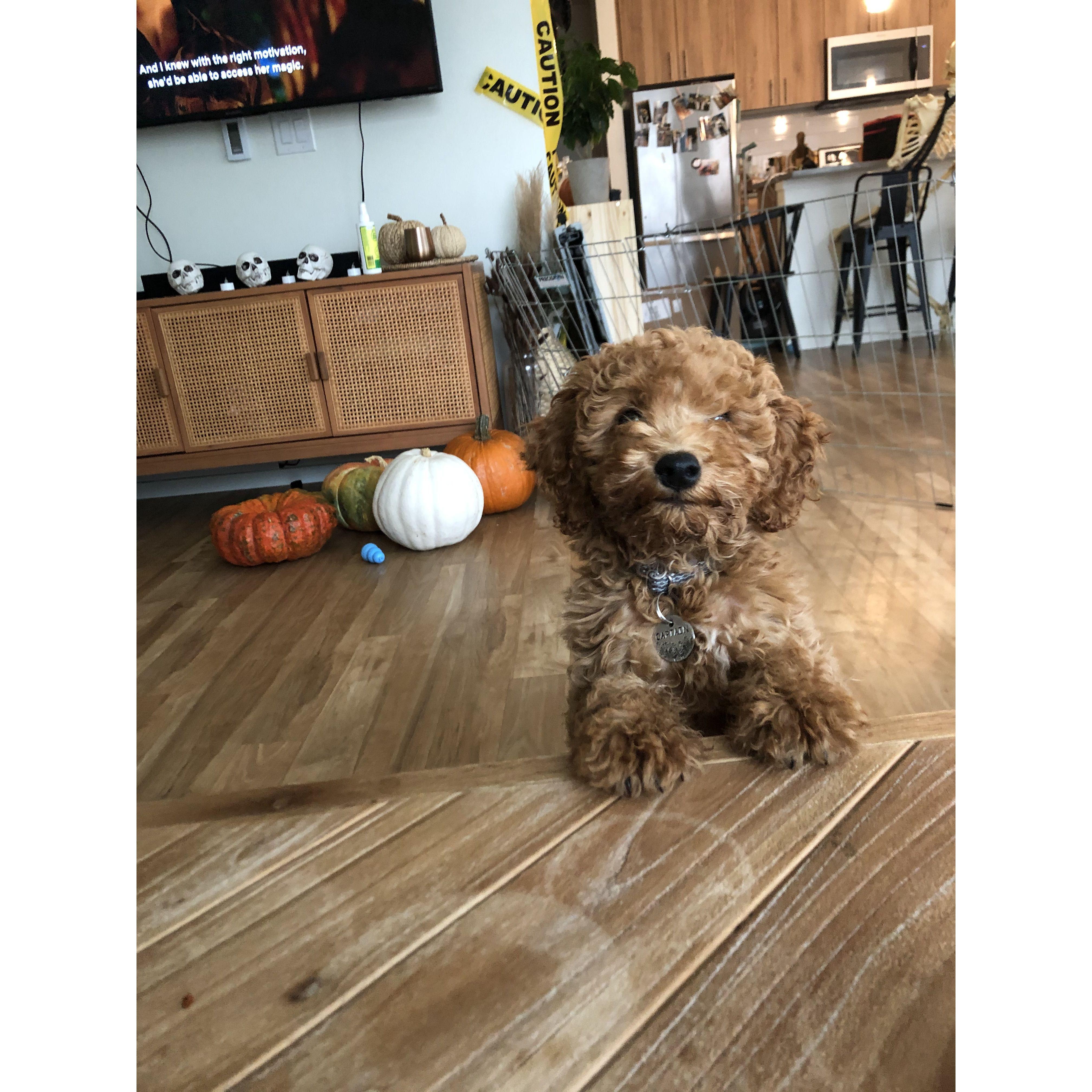 Baby Captain