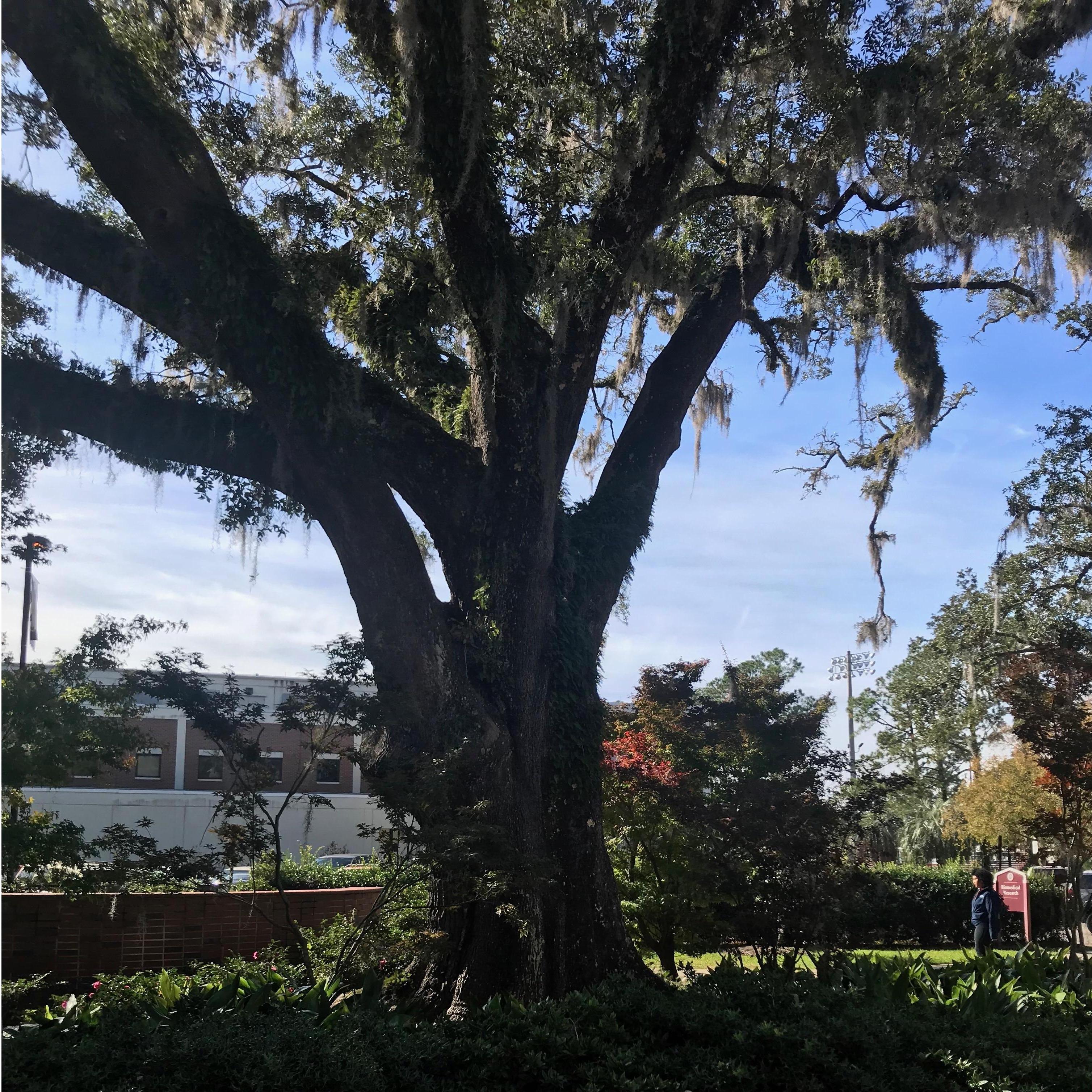 Florida Oaks