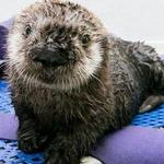 Shedd Aquarium