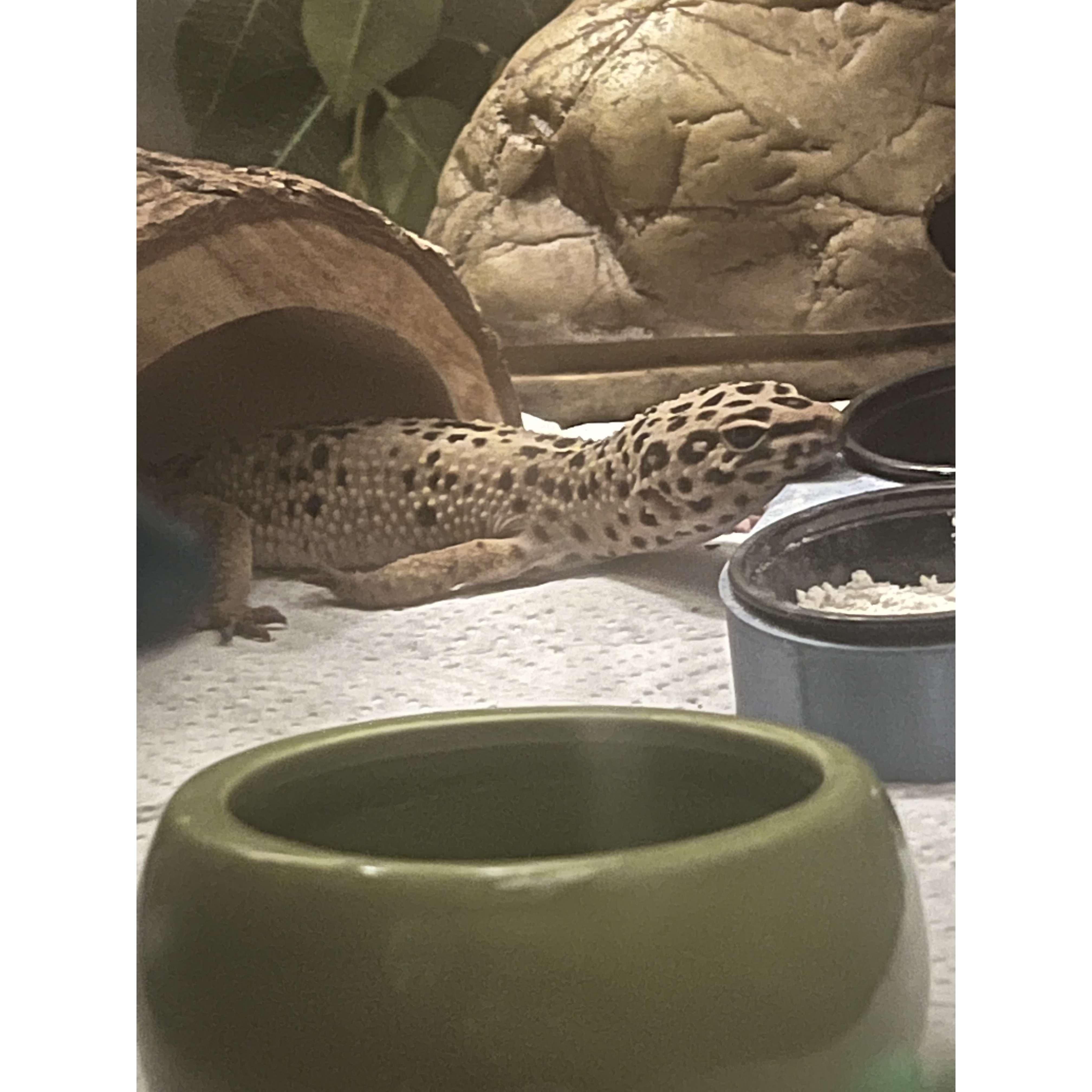 Apollo