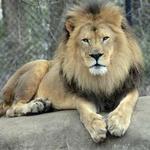 Henry Vilas Zoo