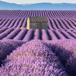 Luberon Lavender Fields