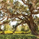Airlie Gardens