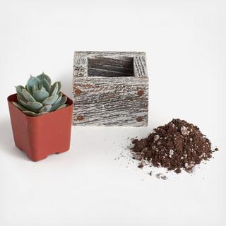 3-Piece 3" Wood Succulent Planter DIY Kit