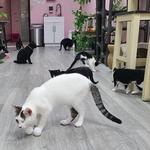 Beans Cat Cafe