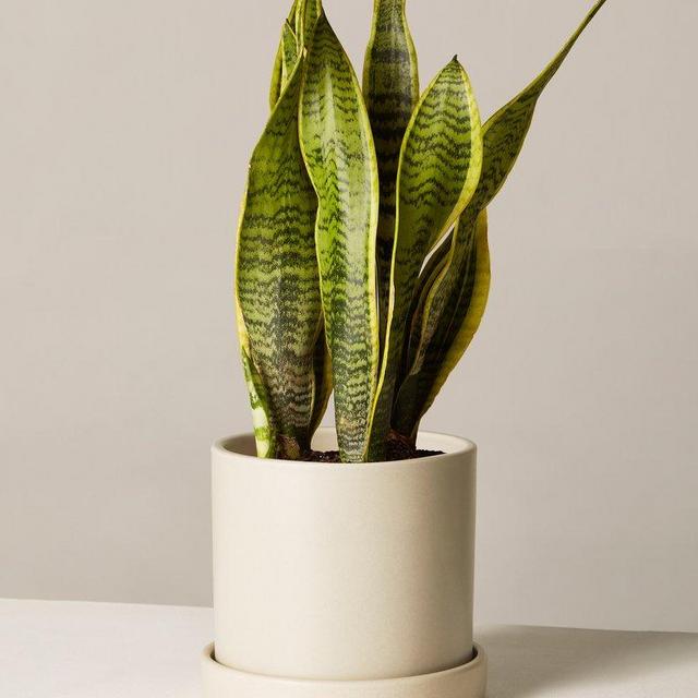 Snake Plant        Laurentii