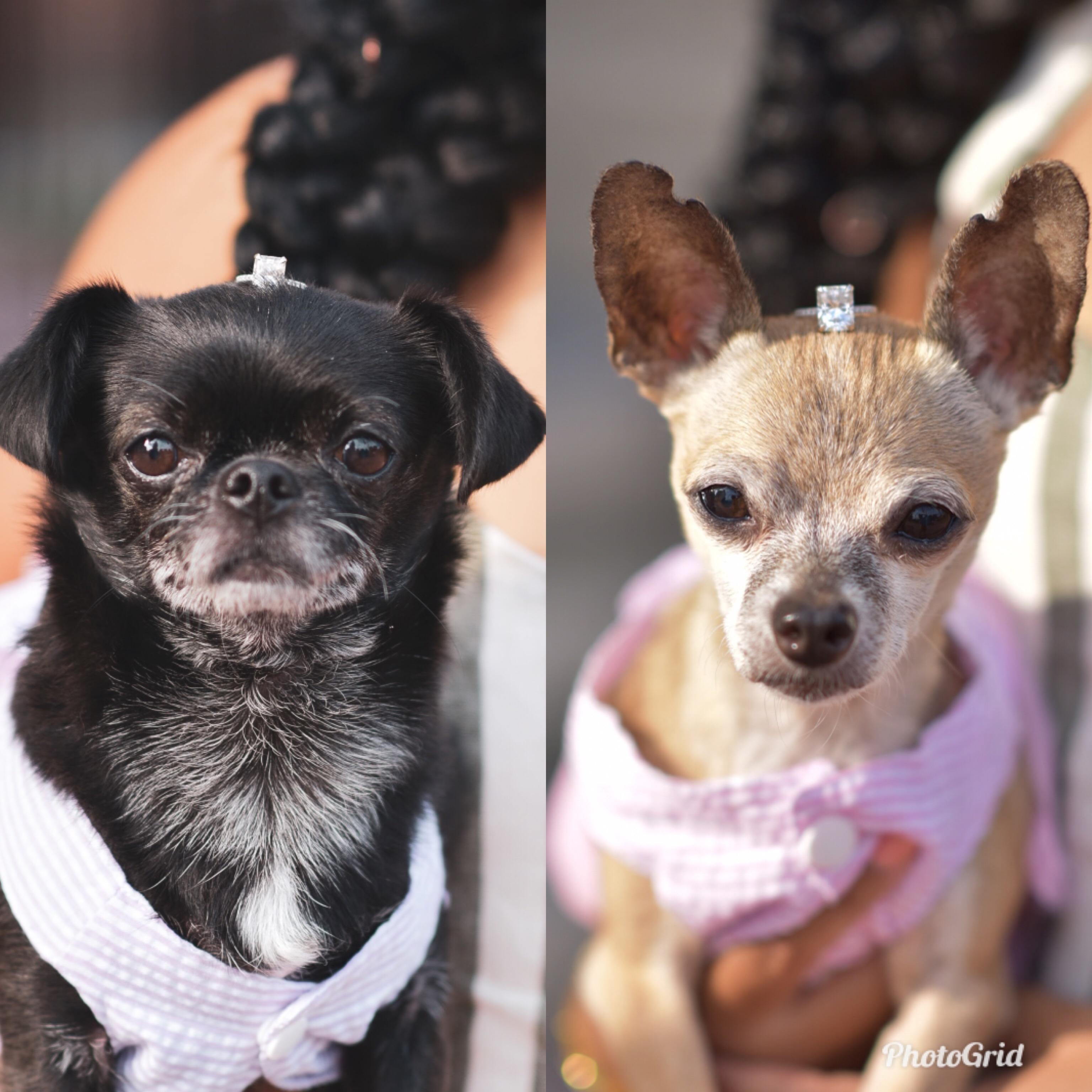 Right: Princess, the mommy and she's 16 years old
Left: Bella, the daughter and she's 8 years old

We love our fur babies!