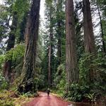 The Redwoods
