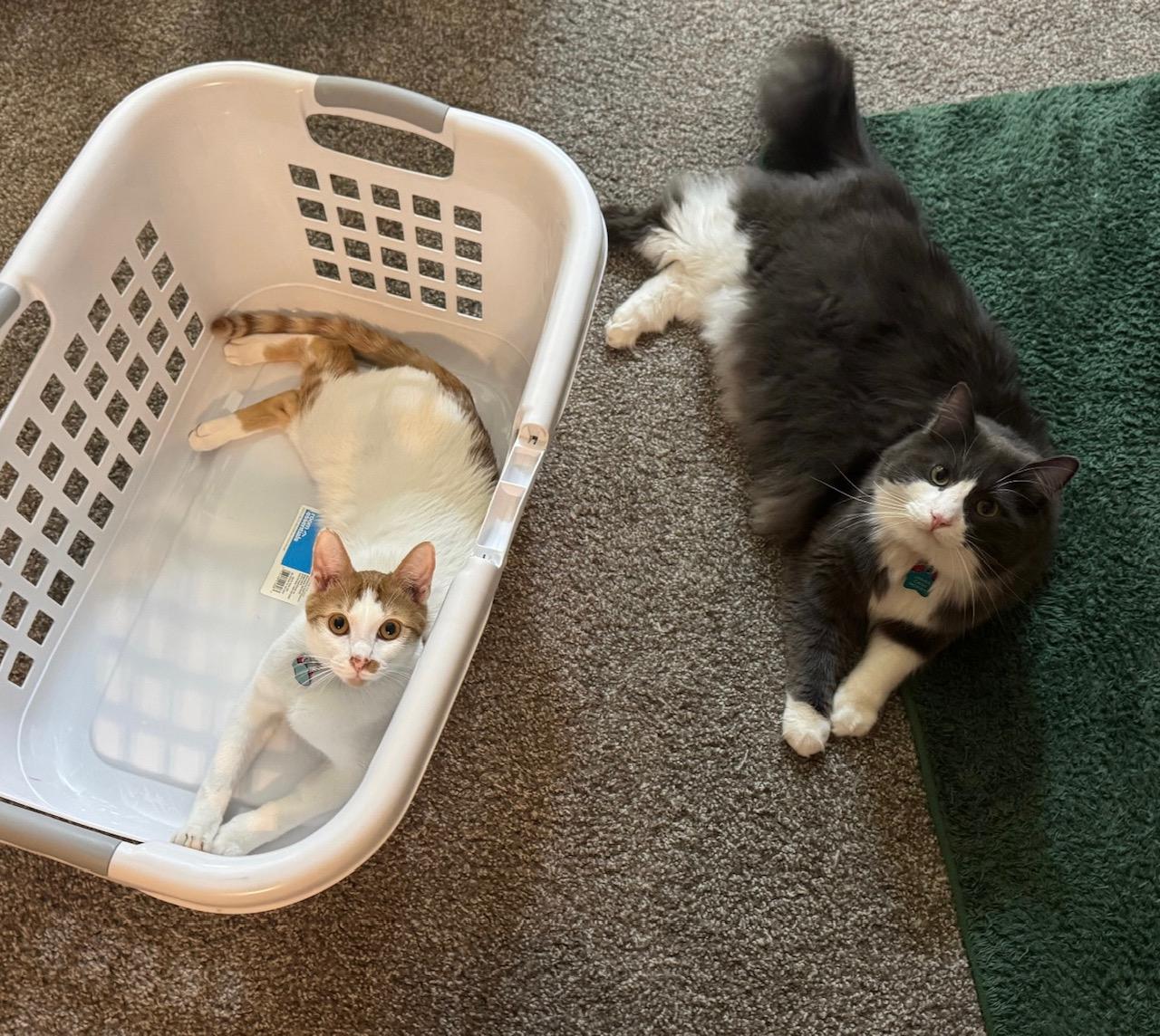 The Wedding Website of Madison Davis and Rylee Flores