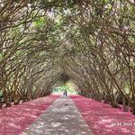 The Dallas Arboretum and Botanical Garden