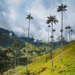 Cocora Valley Anticlockwise Trail Head