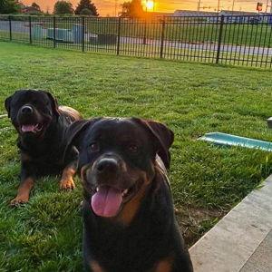 Wedding Dog Sitter