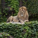 Lincoln Park Zoo
