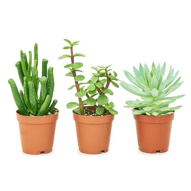 Rooted® Baby Desert Box - 3X Baby Succulents | Live, Easy to Grow, and Low Maintenance Houseplant (3X 2-inch pots)