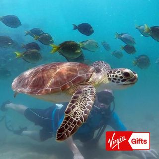 Beginners Scuba Diving Lesson for 2 - Honolulu
