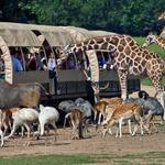Global Wildlife