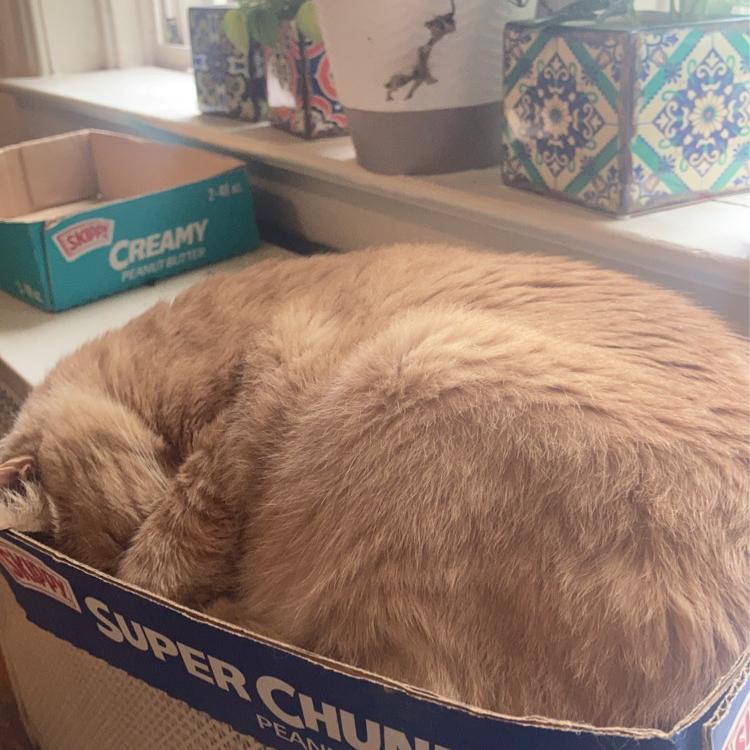 Our "Super Chunk" enjoying what he loves most... basking in the sunshine in his Super Chunk Peanut butter box.